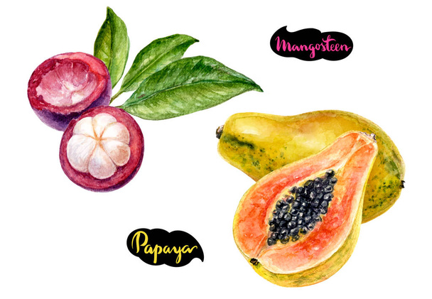 mangosztán, papaya akvarell - Fotó, kép
