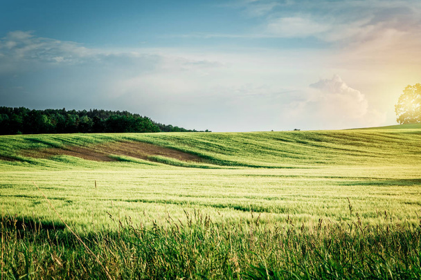Зелене поле під блакитним небом на літньому заході сонця
 - Фото, зображення