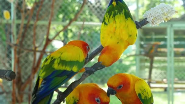 cute Sun Conure parrot birds playing on lady hand  - Footage, Video