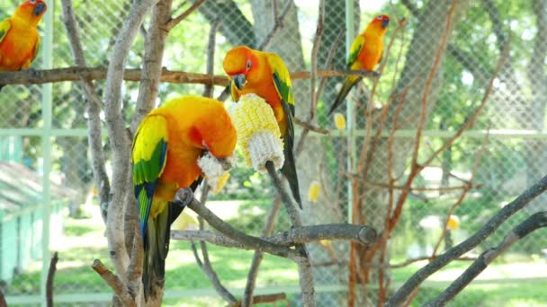 carino sole conure pappagallo uccelli giocare su signora mano
  - Filmati, video
