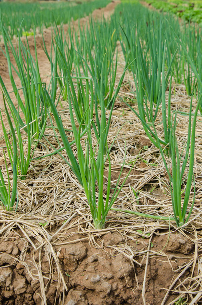 Green shallot growth in farmland(Allium ascalonicum) - Фото, изображение