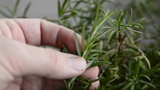 Rosemary in vase, close-up. The hand of a caucasian man caresses the needles of rosemary. Selective focus. - Footage, Video
