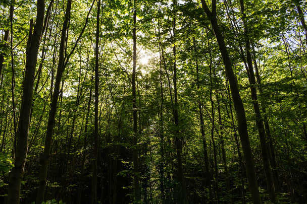 καλοκαίρι φύση. φως του ήλιου στα δέντρα του δάσους πράσινο - Φωτογραφία, εικόνα