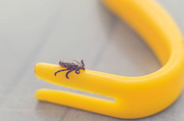 Mite crawling on a yellow tweezers for removing ticks. - 写真・画像