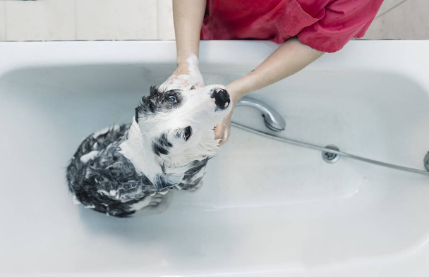 Banhar um cão fronteira collie
 - Foto, Imagem