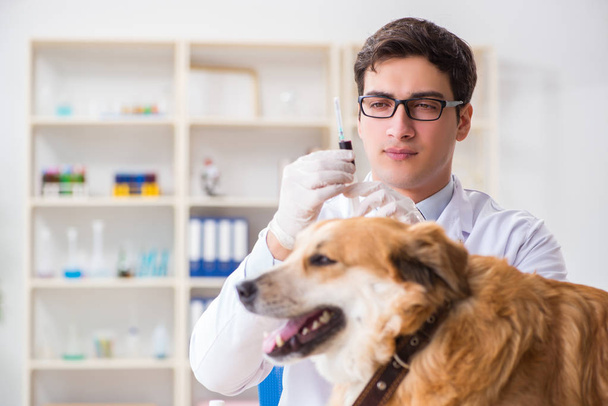 Doctor examinando perro golden retriever en clínica veterinaria - Foto, imagen