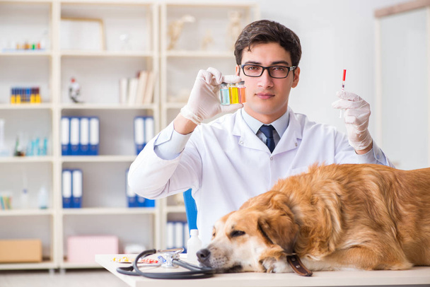 Doctor examinando perro golden retriever en clínica veterinaria - Foto, imagen