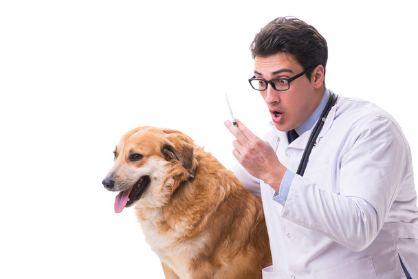 Veterinario medico esaminando cane golden retriever isolato su bianco
 - Foto, immagini
