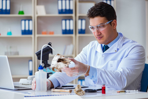 Paleontólogo olhando para o extinto osso animal - Foto, Imagem