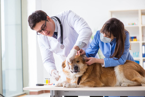 Doctor y asistente revisando perro golden retriever en veterinario cli - Foto, imagen