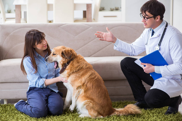 Vet doctor visiting golden retriever dog at home - Фото, изображение