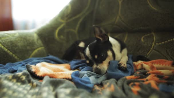 Sleeping dog in the armchair. Chihuahua or toy-terrier. - Video, Çekim