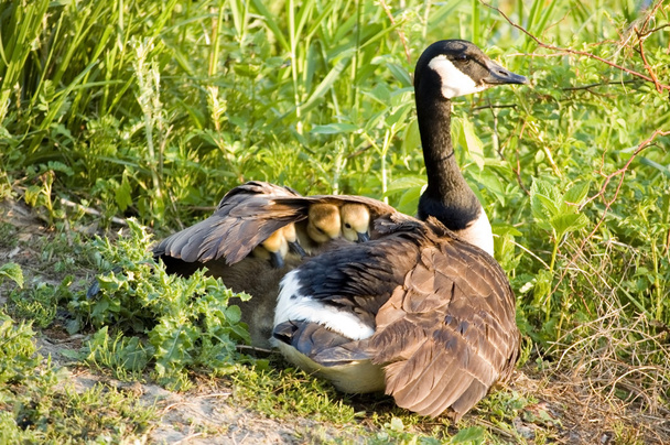 Canada goose kuřat - Fotografie, Obrázek