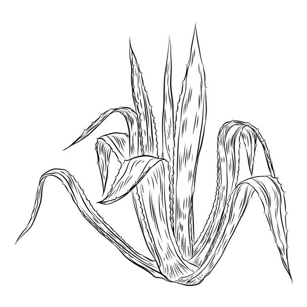 House indoor plant. Hand drawn cactuse leaf bush in sketchy doodle style. Vector. - Вектор,изображение