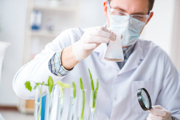 Male biochemist working in the lab on plants - Foto, Bild