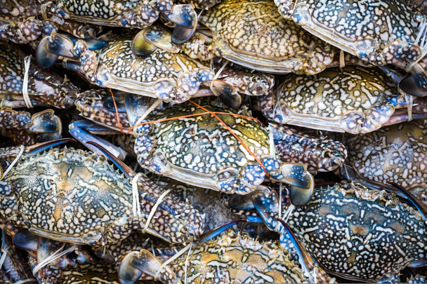 Куча свежего сырого краба на рынке морепродуктов
 - Фото, изображение