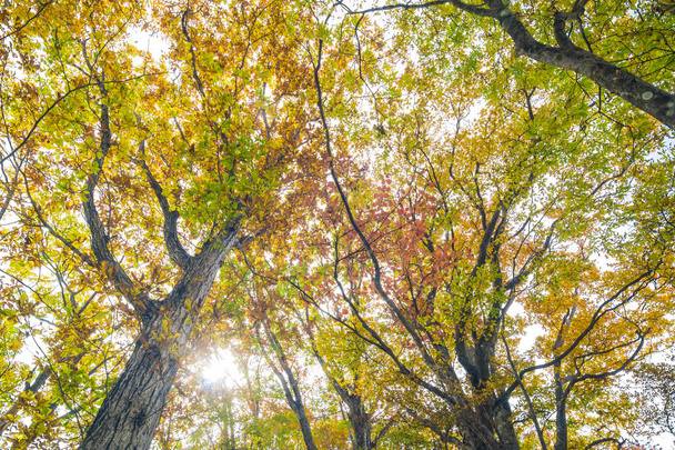 Herfst boom kleurrijke blad uprisen boszicht - Foto, afbeelding