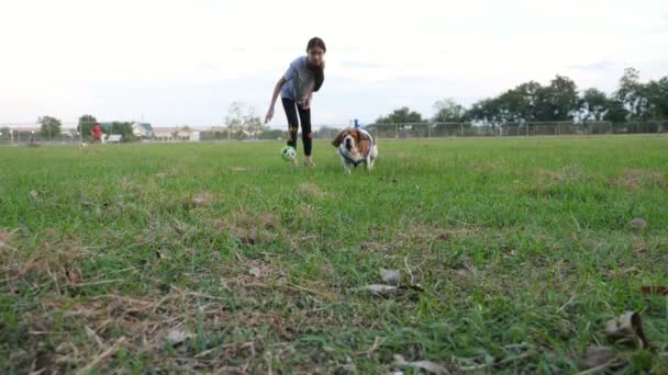 Ağır çekim Asyalı kız için Beagle köpek, evde beslenen hayvan açık ile birlikte oynayan sahibi topu atma - Video, Çekim