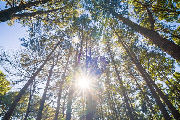 Сосновый лес с солнечным светом в утренней природе живописный
 - Фото, изображение