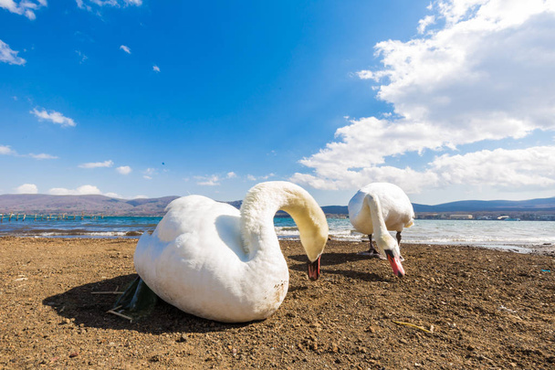 日本の富士山観光と Yamanagako 湖岸やひで白鳥をホワイト - 写真・画像