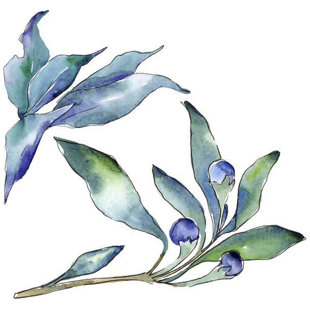 Hojas de elaeagnus azul en un estilo acuarela aislado. Hoja de acuarela para fondo, textura, patrón de envoltura, marco o borde
. - Foto, imagen