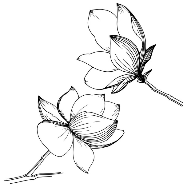 Magnolia on eristetty vektorityyliin. Kasvin koko nimi: magnolia, gynopodium, sweetbay. Vektori oliivipuu tausta, rakenne, kääre kuvio, runko tai reunus
. - Vektori, kuva