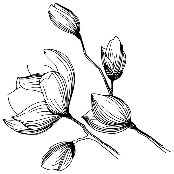 Magnolia in uno stile vettore isolato. Nome completo della pianta: magnolia, gynopodium, sweetbay. Olivo vettoriale per sfondo, texture, motivo avvolgente, cornice o bordo
. - Vettoriali, immagini
