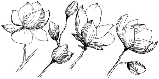 Magnolia on eristetty vektorityyliin. Kasvin koko nimi: magnolia, gynopodium, sweetbay. Vektori oliivipuu tausta, rakenne, kääre kuvio, runko tai reunus
. - Vektori, kuva