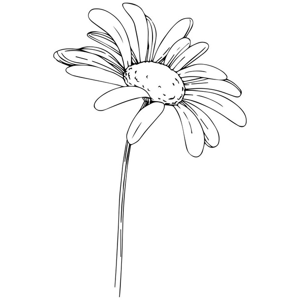 Daisy in a vector style isolated. Full name of the plant: daisy, chamomile. Vector olive tree for background, texture, wrapper pattern, frame or border. - ベクター画像