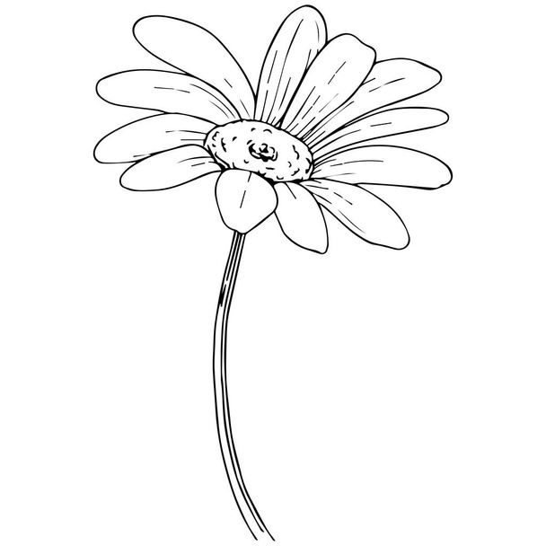 Daisy izole bir vektör tarzı. Bitki tam adı: papatya, papatya. Arka plan, doku, sarıcı desen, çerçeve veya kenarlık için vektör zeytin ağacı. - Vektör, Görsel