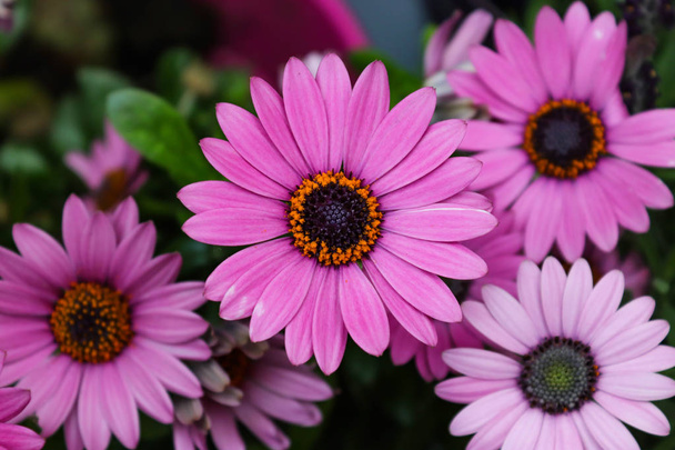 purple gerbera flowers taken from a straight view from above - Foto, afbeelding
