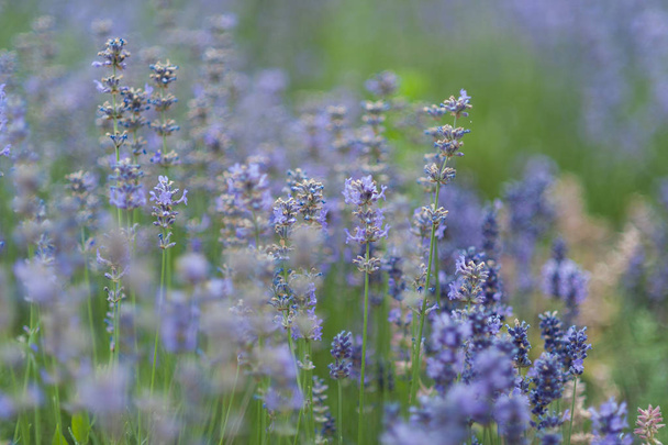 Lavender flowers in lavender field. summer purple lavender field. soft focus the field for background. - Photo, Image