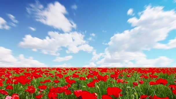 поле квітів і хмарне небо
 - Кадри, відео