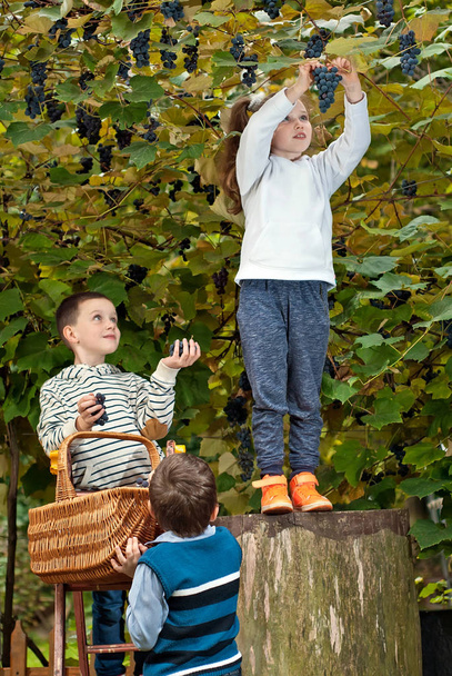 children tear the grapes into the basket. gather grapes from a ladder. - Photo, Image