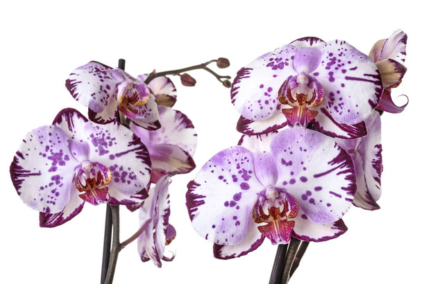pink orchid in front of white background - Photo, Image