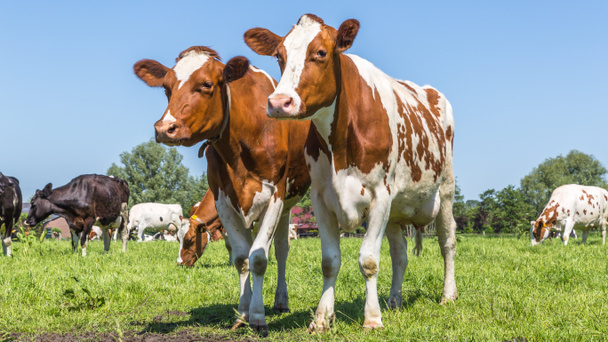 Curieuses vaches brunes dans le champ
 - Photo, image