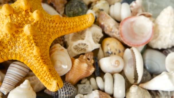 Different mixed colorful seashells as background. Various corals, marine mollusk and scallop shells. - Footage, Video