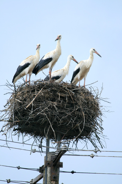 Storchenfamilie im Nest - Foto, Bild