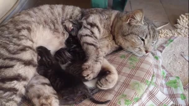 Άγρια γάτα γεννά και θηλάζει τα κουτάβια - Πλάνα, βίντεο