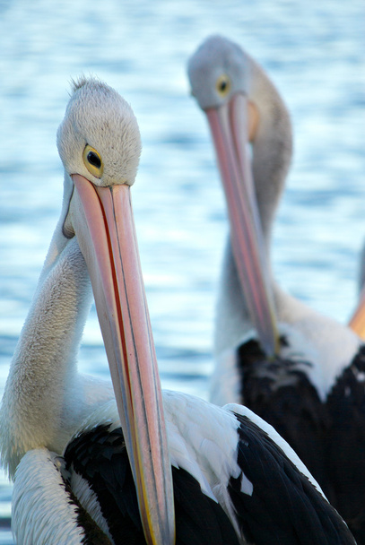 Pelicans - Foto, Bild