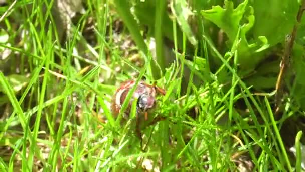 May Bug on grass in the garden - Footage, Video