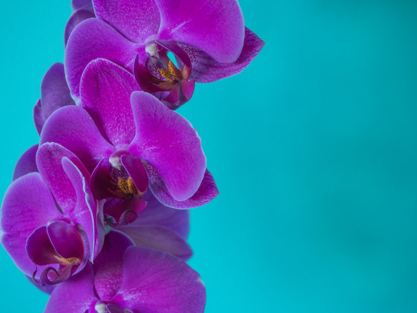Фиолетовый фалеанопсис орхидея на синем фоне
 - Фото, изображение
