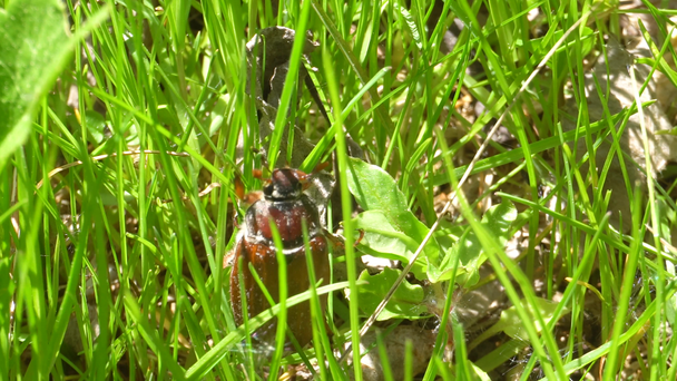 May Bug on grass in the garden - Footage, Video