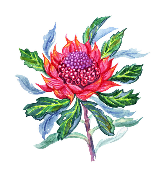 Tropical plant Waratah, watercolor painting on white background. - 写真・画像