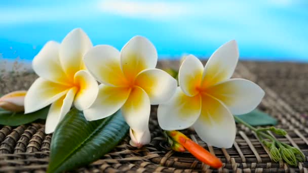 Friss fehér frangipani plumeria trópusi egzotikus virágok kék medence víz felett - Felvétel, videó