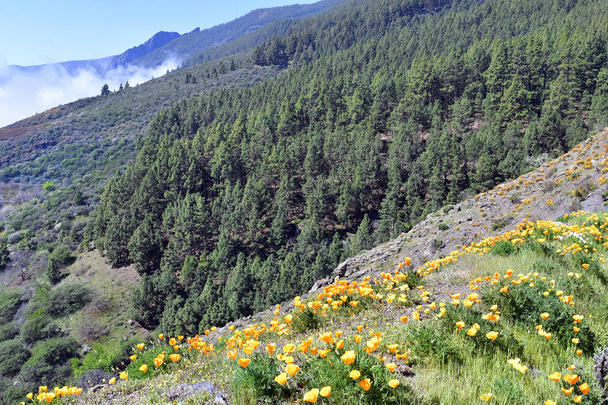 Spain, Canary Islands, Tenerife, yellow flowering California Poppy and pine tree forest - Photo, Image