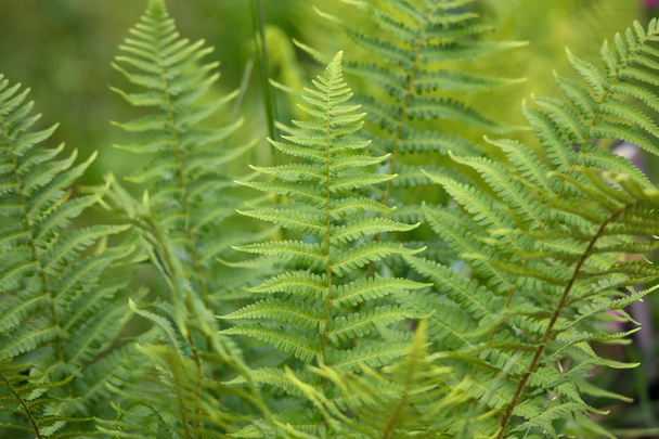 Green leaves of fern in the forest - Photo, Image