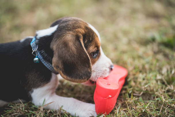 štěně beagle kousat boty na zelené louce - Fotografie, Obrázek