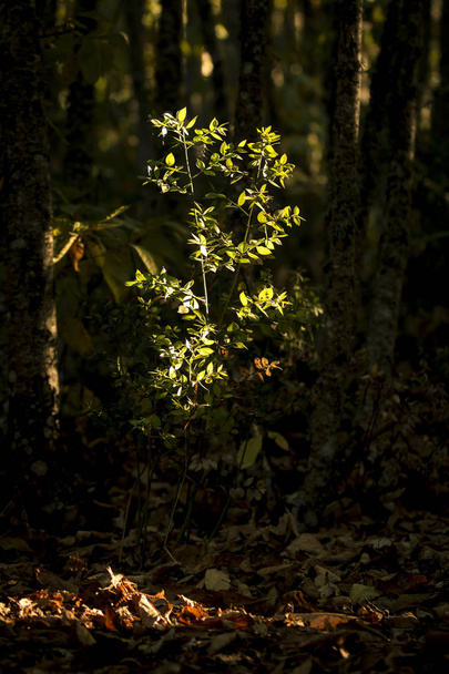 Маленький зеленый куст освещается солнечным лучом на фоне темных деревьев
. - Фото, изображение