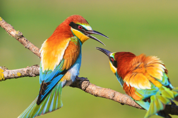 spring colored birds flirting - Photo, Image